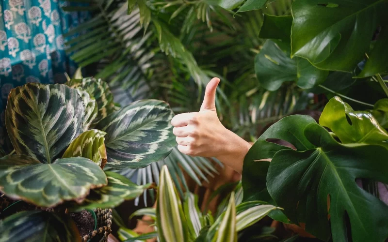 6 plantas para atrair boas energias e decorar sua casa
